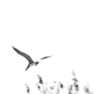 Gap Creek Media ロゴ